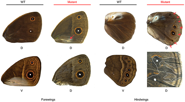 شكل 3 - يوضح المظهر الطبيعي للأجنحة الظهرية والبطنية لفراشة Bicyclus anynana، والجوانب الظهرية للأجنحة المتحورة.