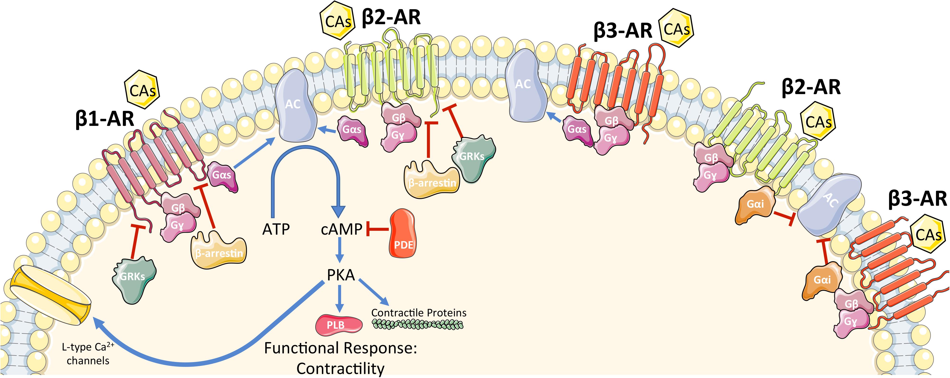 Frontiers New Insights In Cardiac B Adrenergic Signaling During Heart Failure And Aging Pharmacology