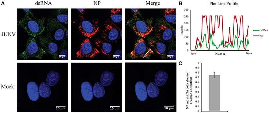 Frontiers Visualization Of Double Stranded Rna Colocalizing With Pattern Recognition Receptors In Arenavirus Infected Cells Cellular And Infection Microbiology