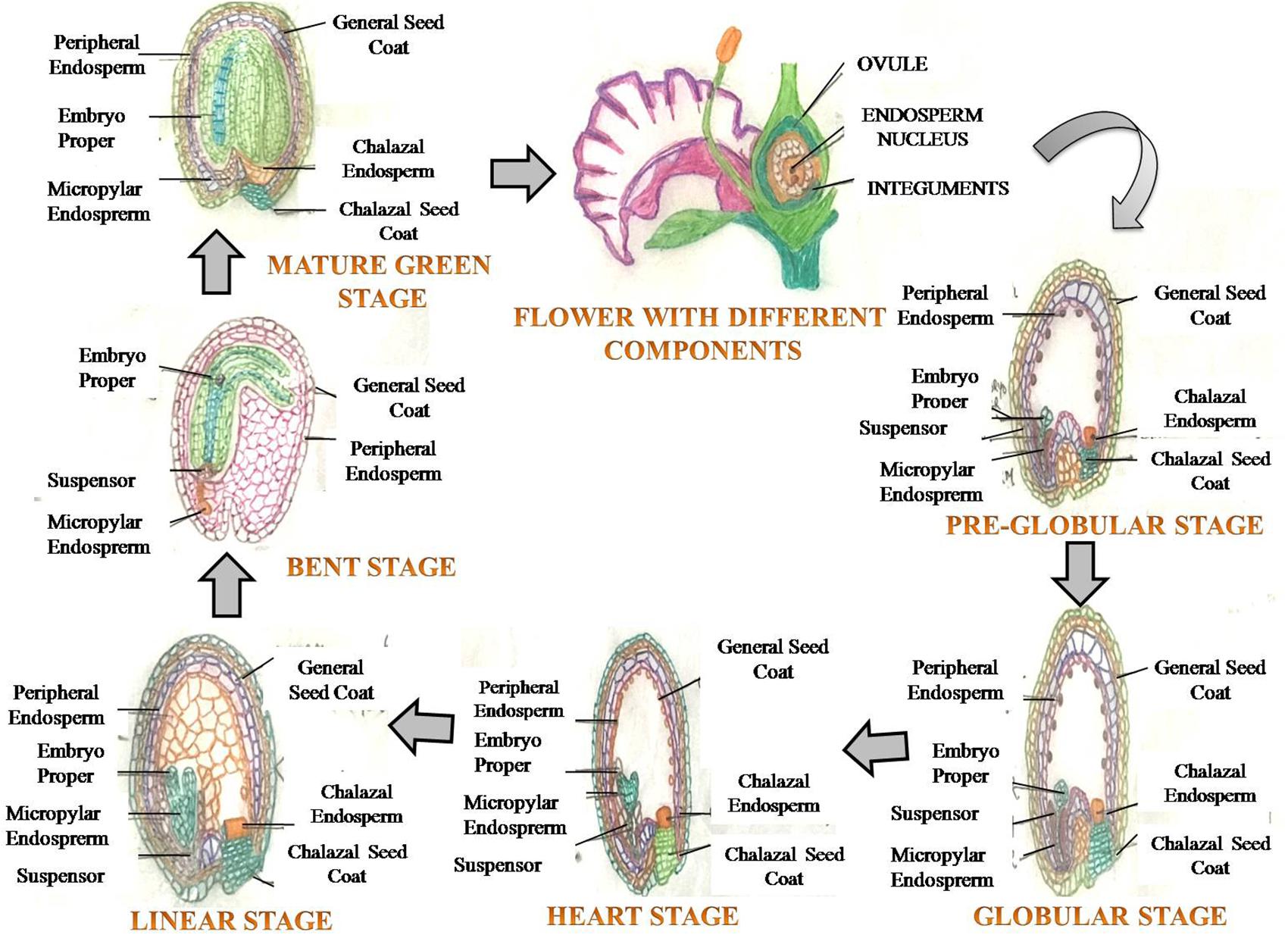 Frontiers Drought Or And Heat Stress Effects On Seed Filling In Food Crops Impacts On Functional Biochemistry Seed Yields And Nutritional Quality Plant Science