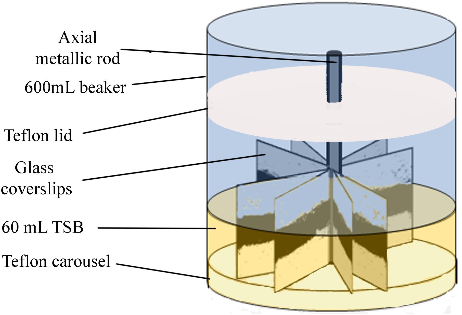 Frontiers Listeria Monocytogenes Colonizes Pseudomonas Fluorescens Biofilms And Induces Matrix Over Production Microbiology