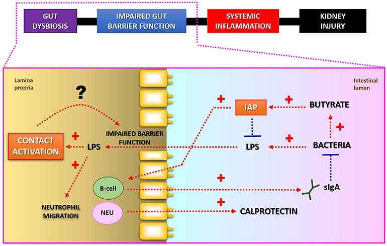 Frontiers The Gut Kidney Axis Putative Interconnections