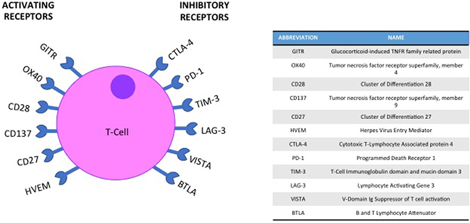 Frontiers Immune Checkpoint Inhibition In Head And Neck Cancer