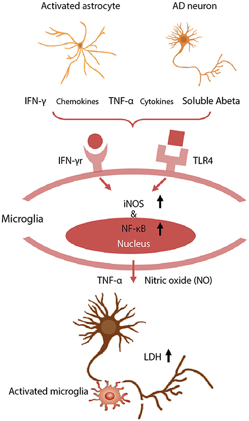 Frontiers | Elucidating the Interactive Roles of Glia in ...