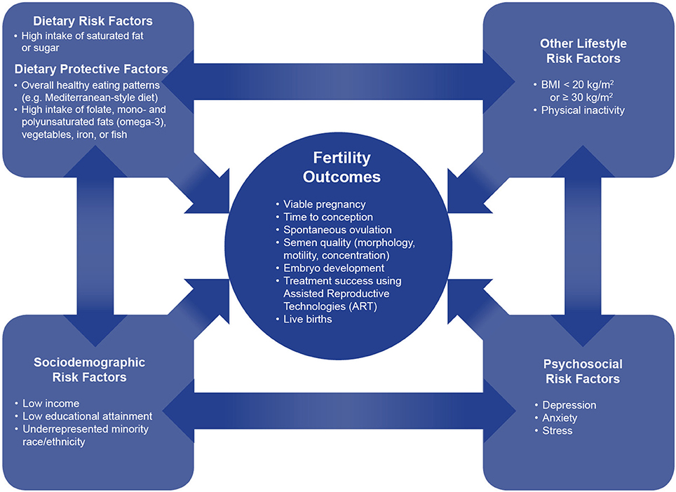 Frontiers The Influence Of Diet On Fertility And The