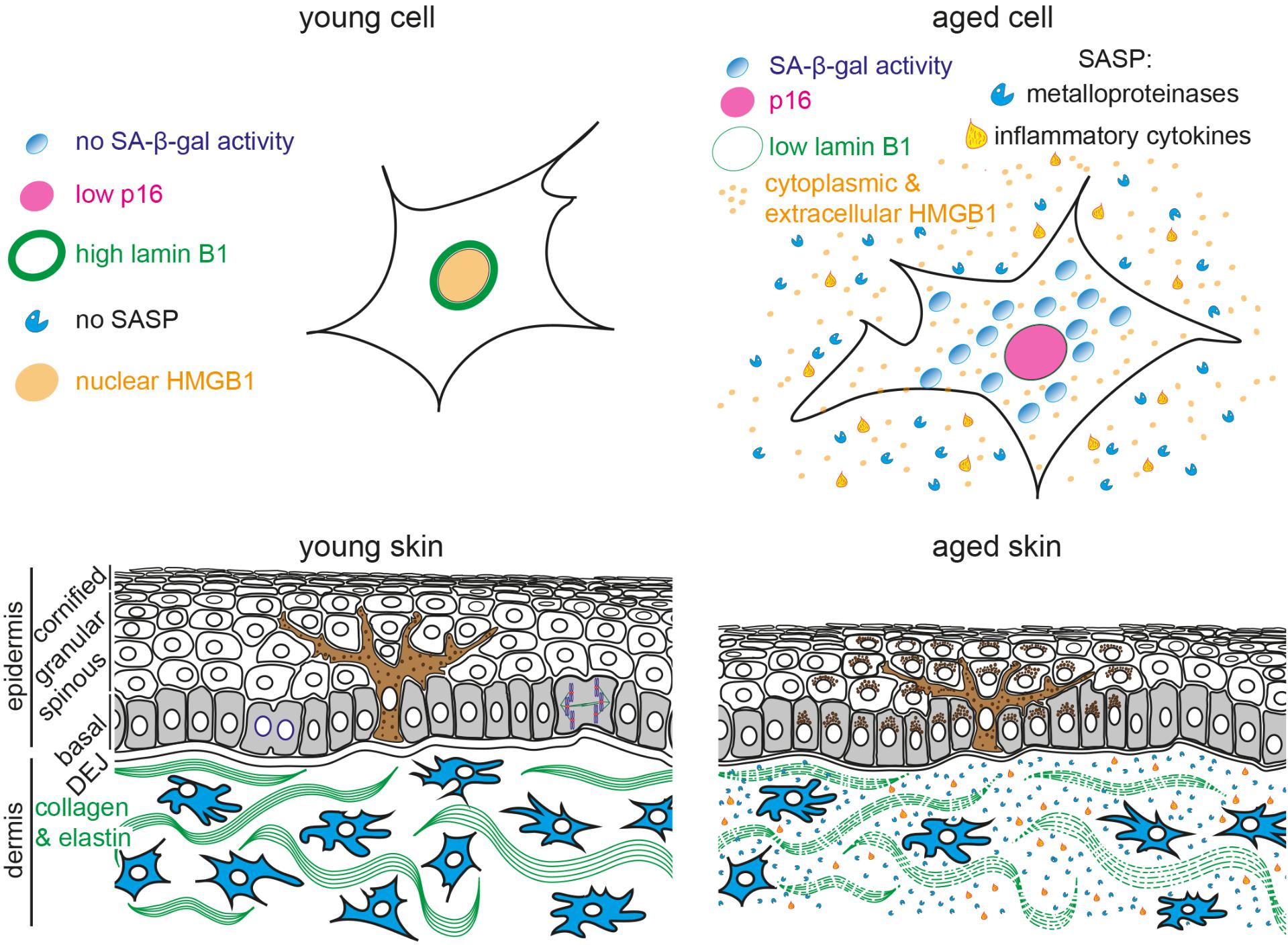 Frontiers | Biomarkers of Cellular Senescence and Skin Aging