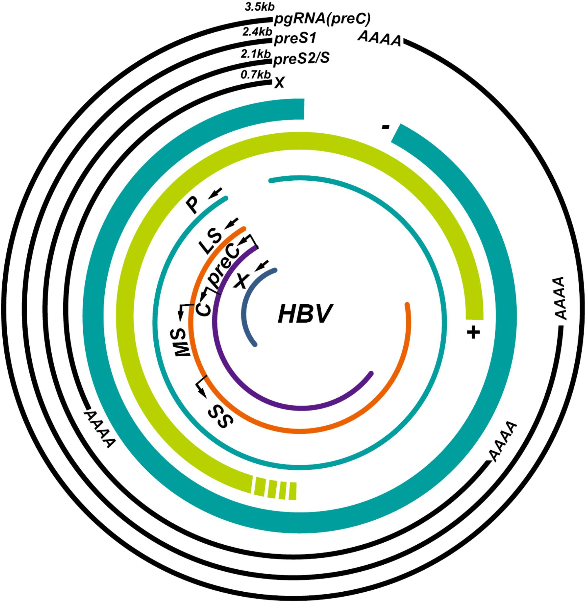 Frontiers When Hepatitis B Virus Meets Interferons Microbiology