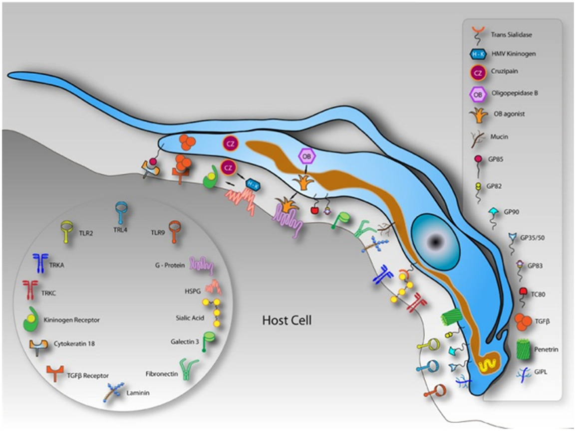 Frontiers  Comparative microRNA profiling of Trypanosoma cruzi infected  human cells