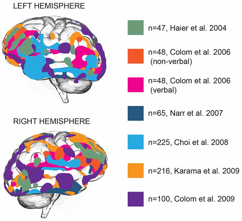 Frontiers Genes Cells And Brain Areas Of Intelligence