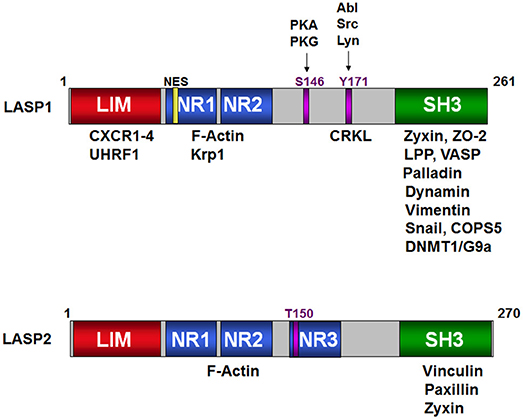 Frontiers | New Frontiers for the Cytoskeletal Protein LASP1