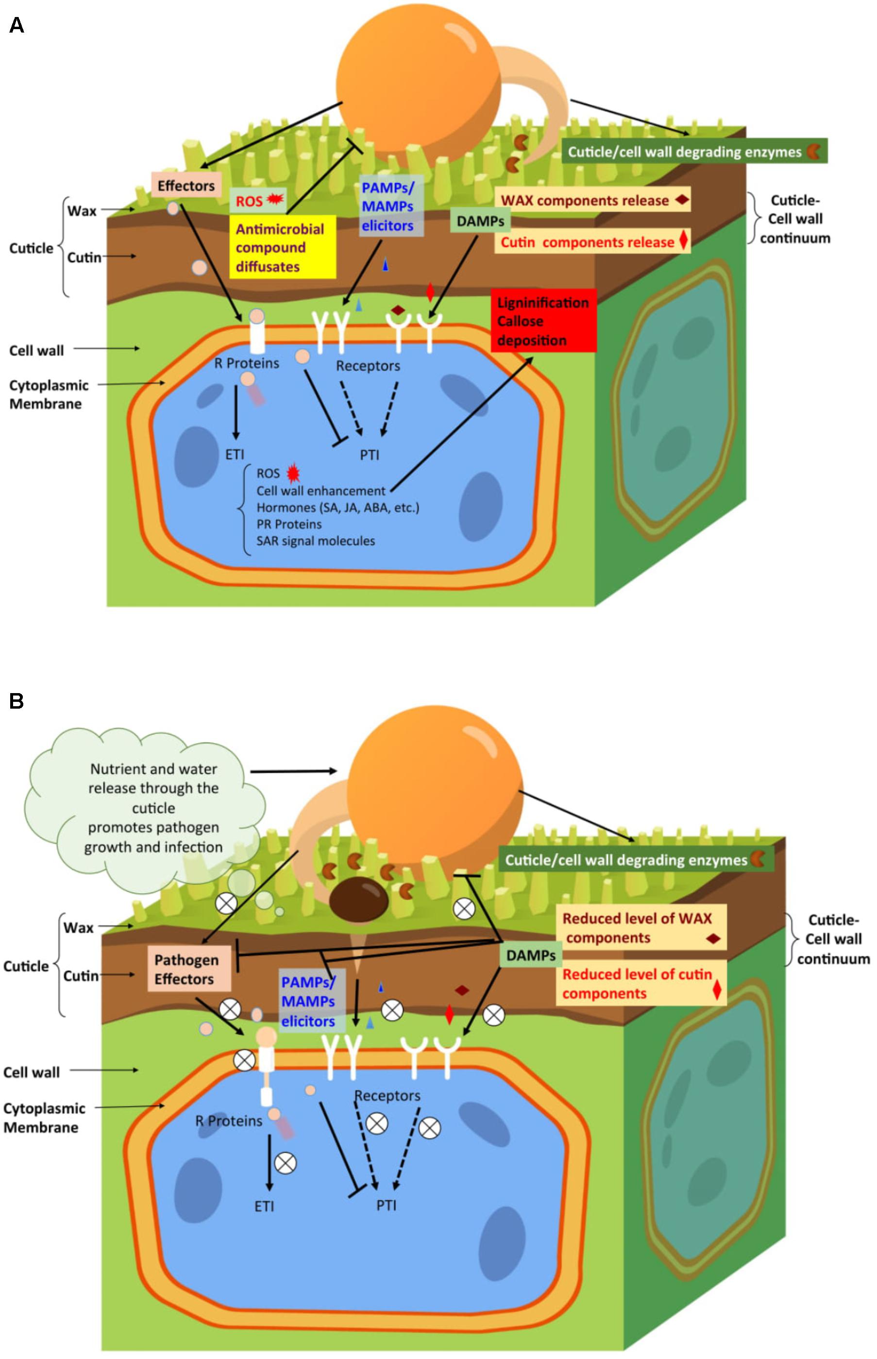 Frontiers Multifunctional Roles Of Plant Cuticle During Plant