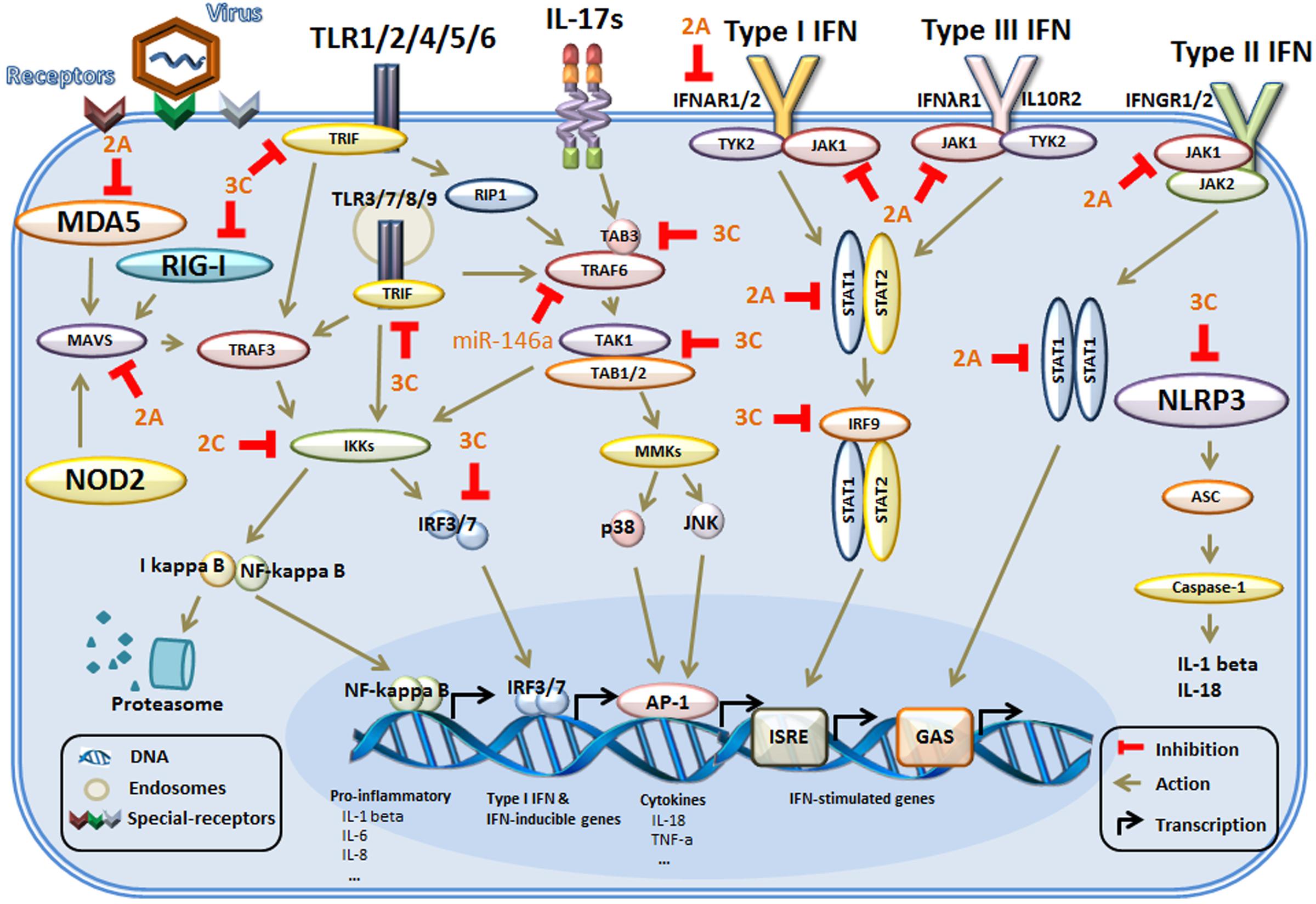 How hepatitis C virus evades the immune syste