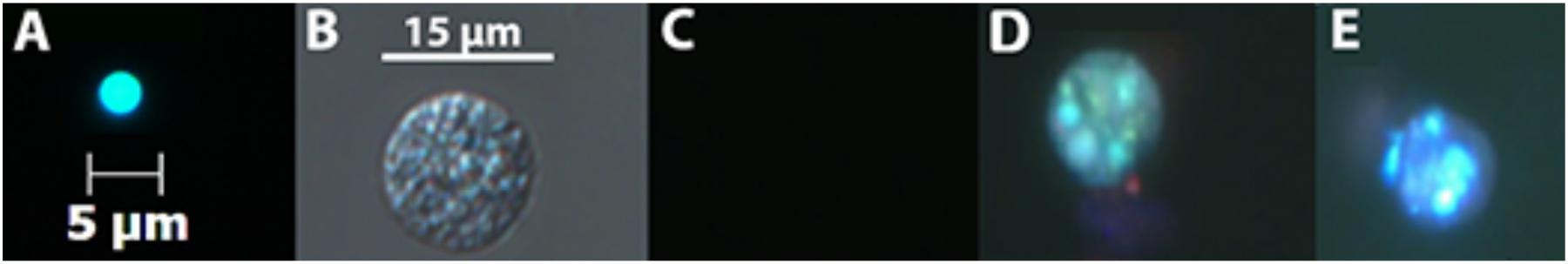 www.frontiersin.org