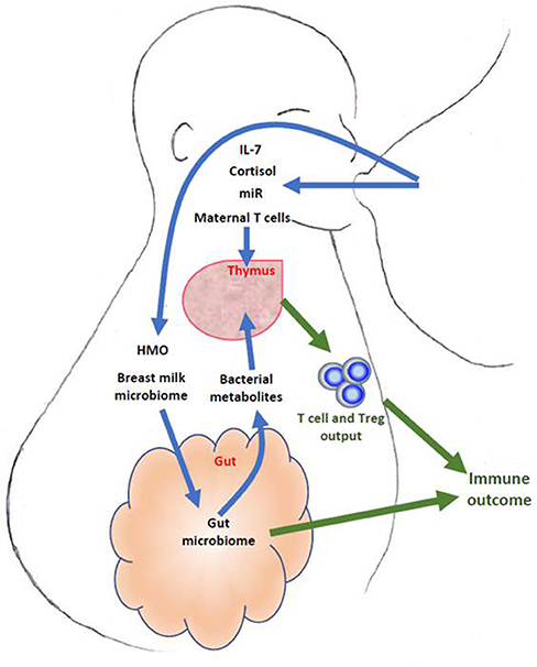 Frontiers Does Breast Milk Nurture T Lymphocytes In Their Cradle