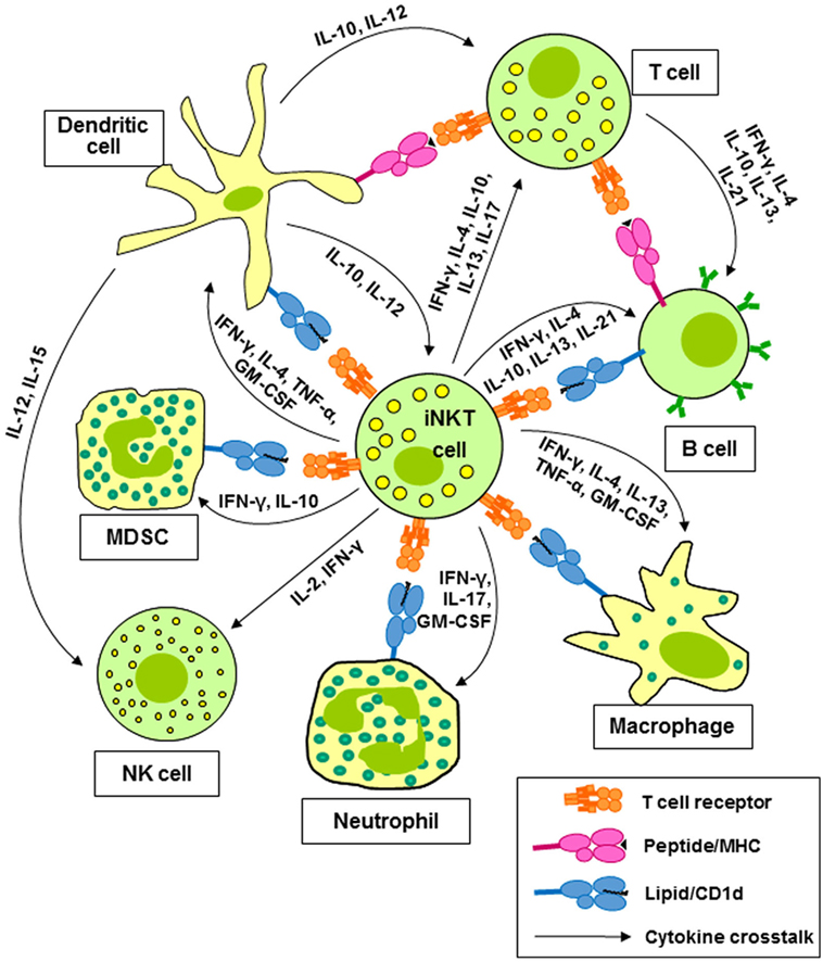 Frontiers  Activation and Regulation of B Cell Responses by Invariant  Natural Killer T Cells