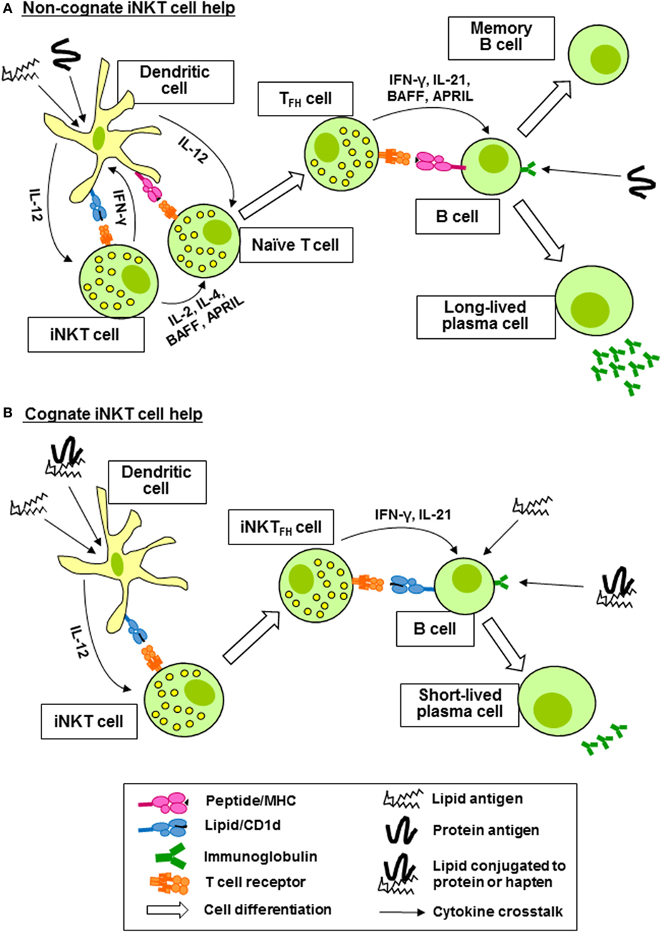 Frontiers Activation And Regulation Of B Cell Responses By Invariant