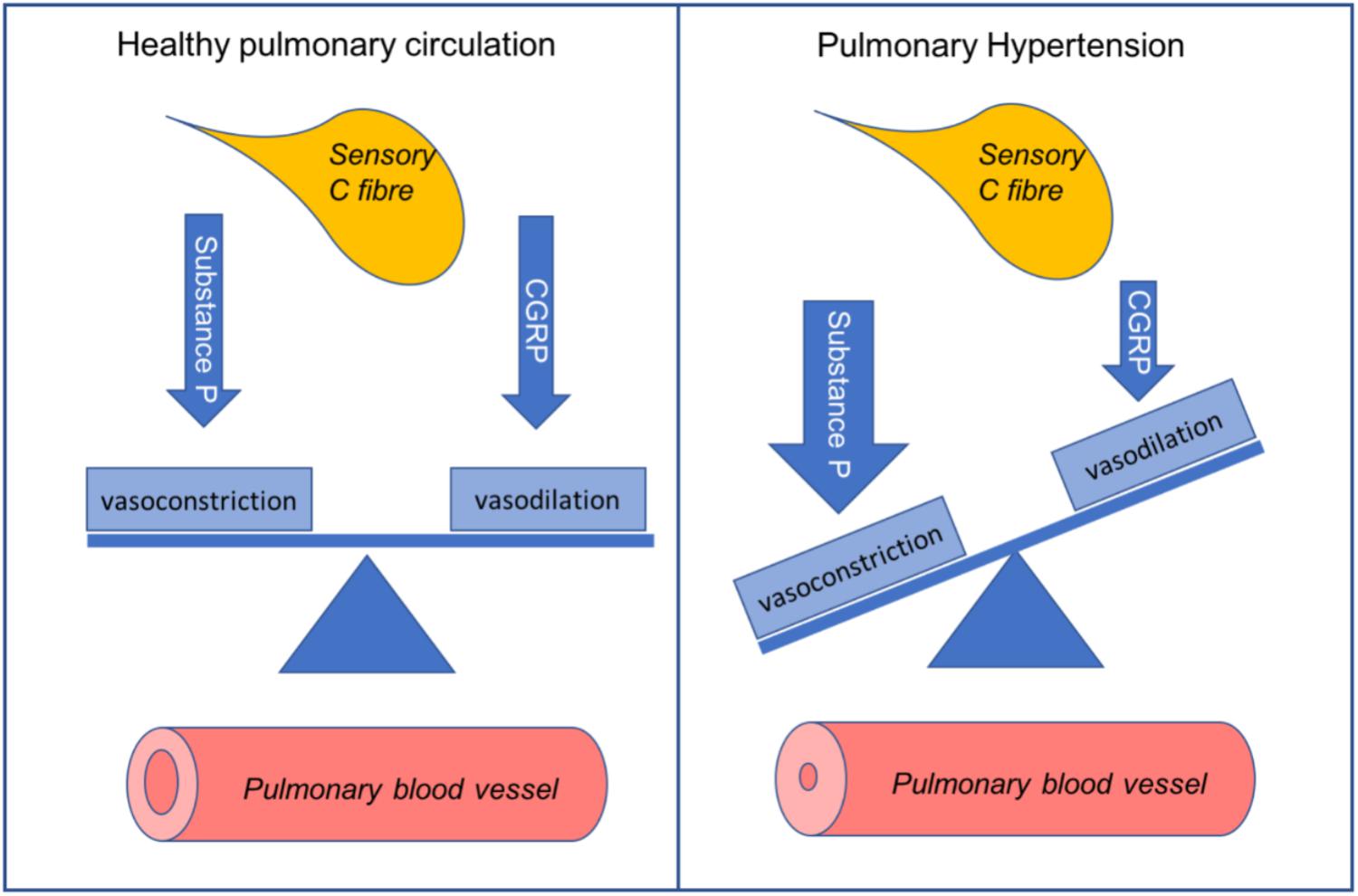 Frontiers | Regulation of Pulmonary Tone by Neuropeptides and the Implications for Pulmonary