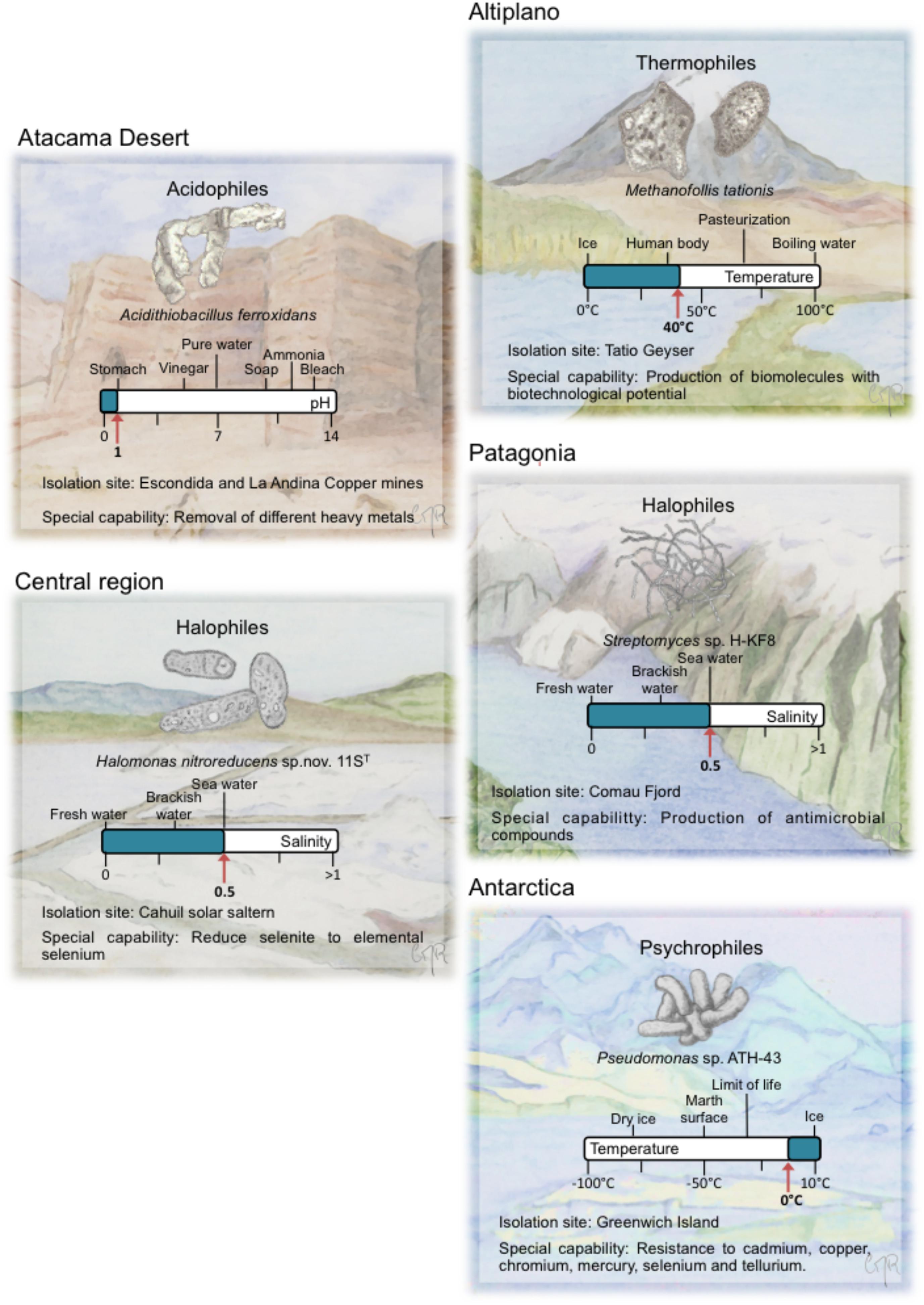 Colonized extremophile Deinococcus radiodurans alleviates toxicity