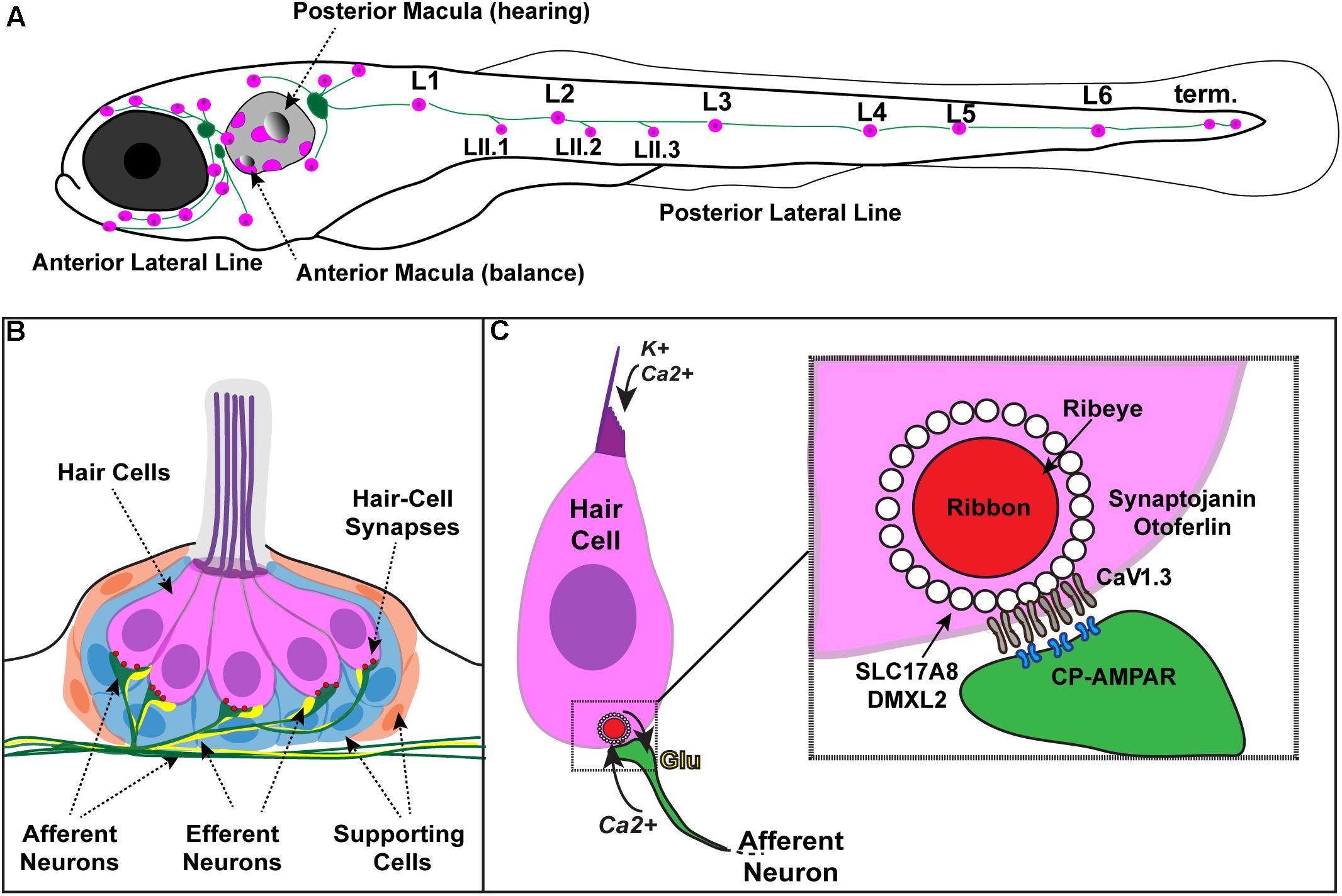 Zinc deficiency triggers hearing loss by reducing ribbon synapses of inner  hair cells in CBA/N mice - ScienceDirect