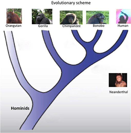 A Brief Account of Human Evolution for Young Minds - Latest Articles
