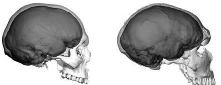 gallon desillusion sovjetisk A Brief Account of Human Evolution for Young Minds · Frontiers for Young  Minds