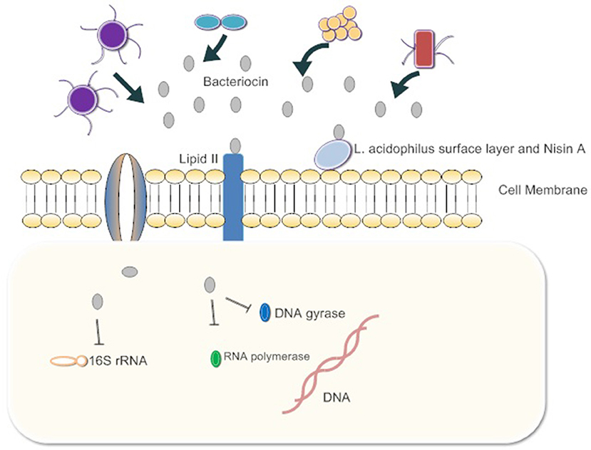 Frontiers | Effects of Metabolites Derived From Gut Microbiota and ...