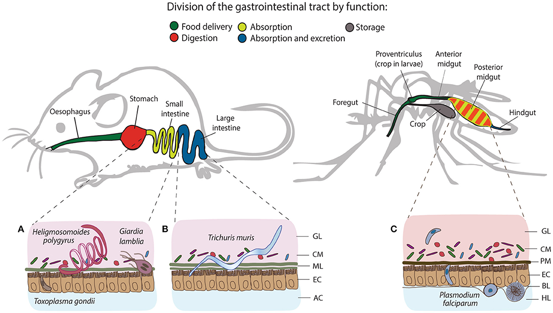 giardia immune response