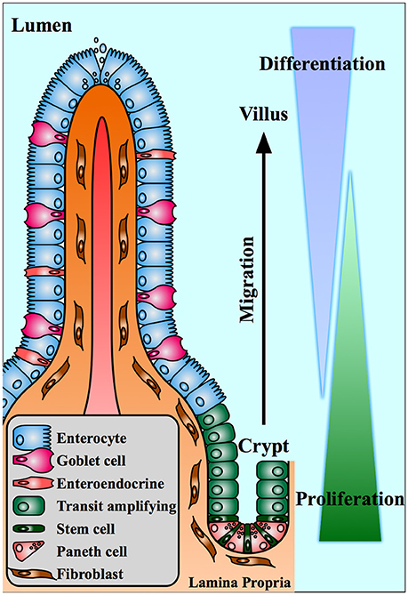 Frontiers  Multilimbed membrane guanylate cyclase signaling