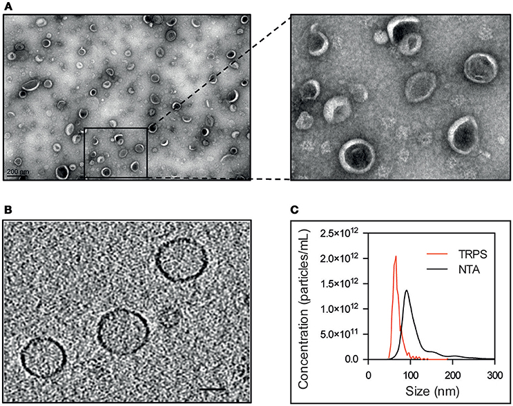 Staphylococcus Aureus Cells, Heat-Inactivated