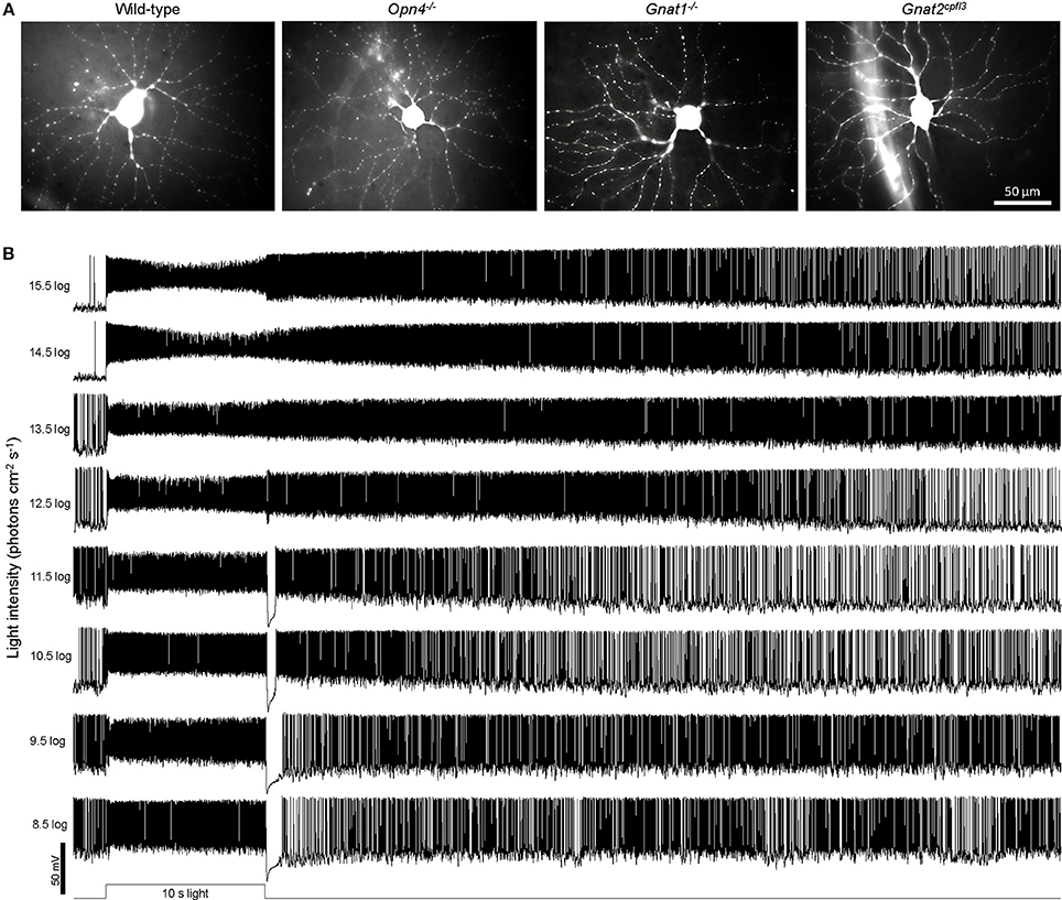 Frontiers Intrinsically Photosensitive Retinal Ganglion Cells of the Human Retina