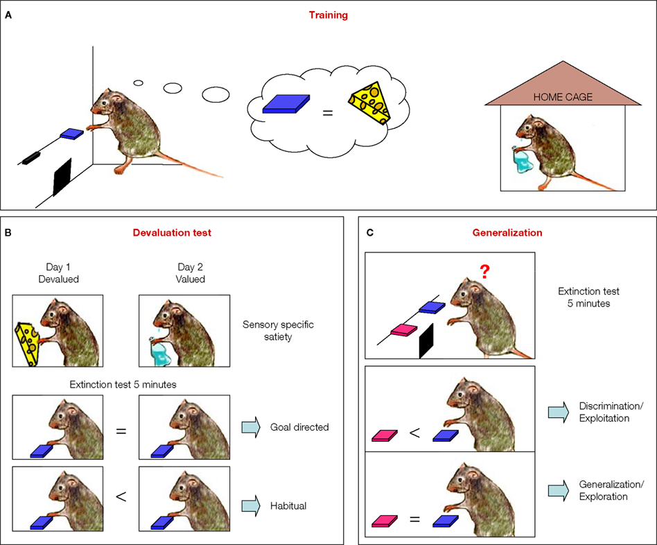 book raising of microvascular flaps a