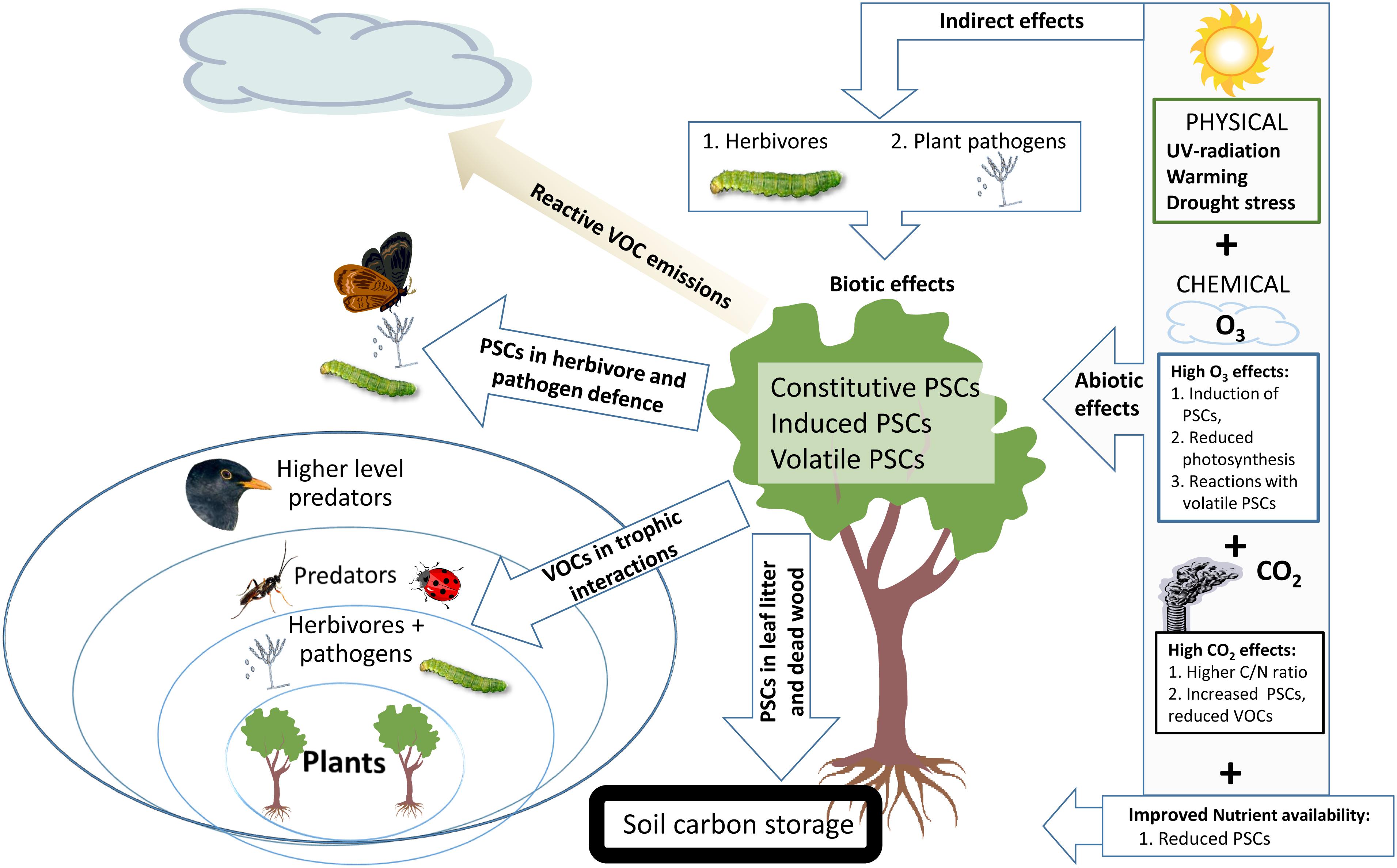 Frontiers | Climate Change Effects on Secondary Compounds of Forest ...