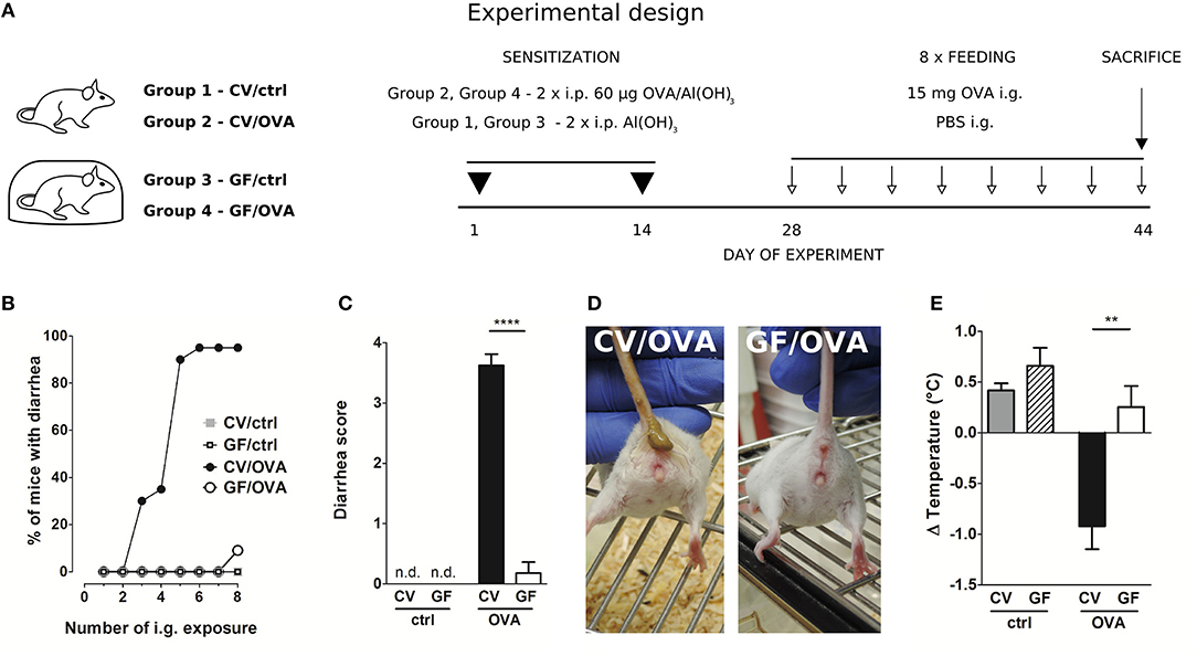Frontiers Germ Free Mice Exhibit Mast Cells With Impaired Functionality And Gut Homing And Do Not Develop Food Allergy Immunology