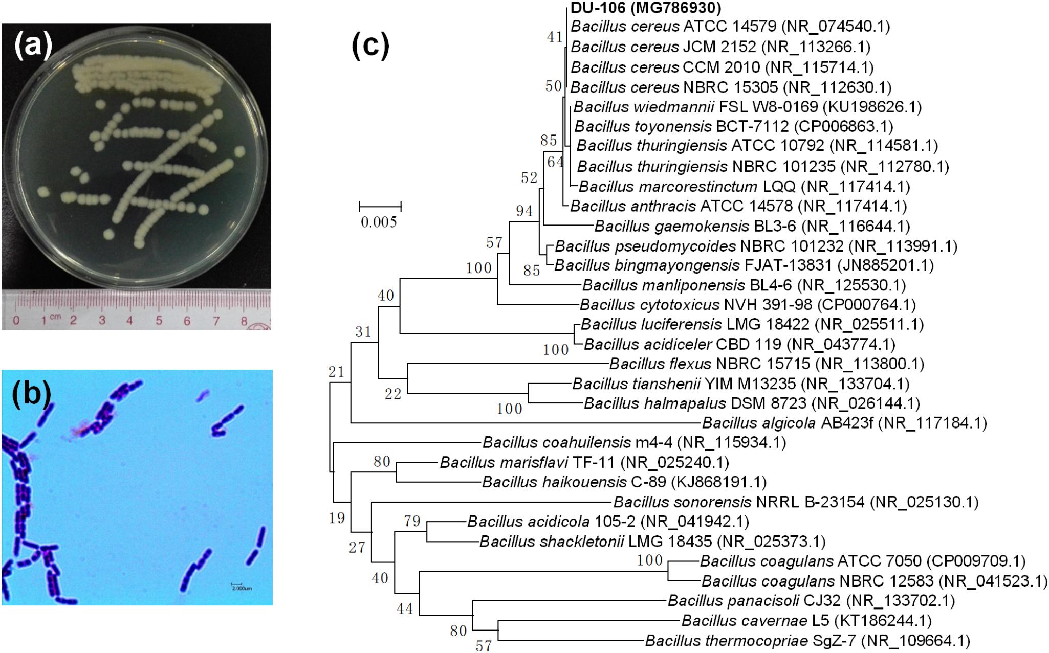 Frontiers - Genomic Characterization and Probiotic Potency of Bacillus sp. DU-106, a Highly ...