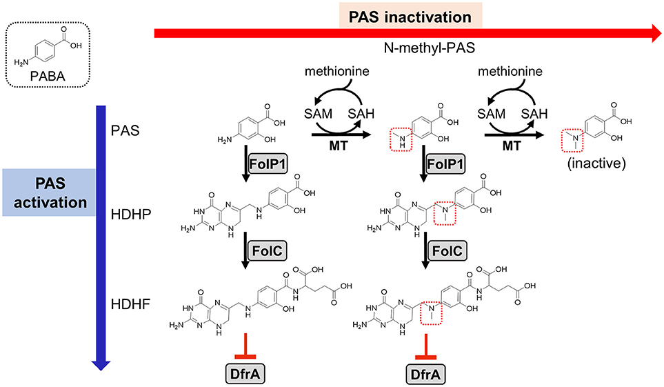 Метионин и липоевая кислота для печени. Метионин с формальдегидом. Качественная реакция на метионин. Метионин идентификация. Активация метионина.