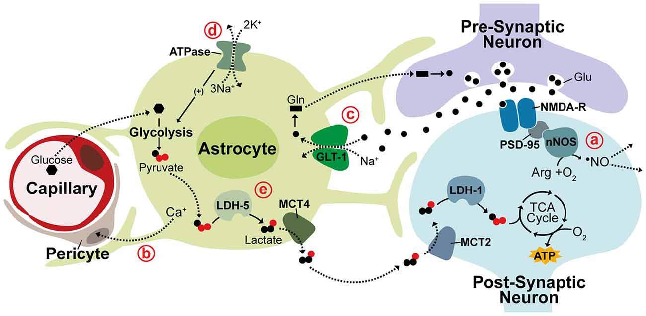 PDF) Neuro-Vulnerability in Energy Metabolism Regulation: A