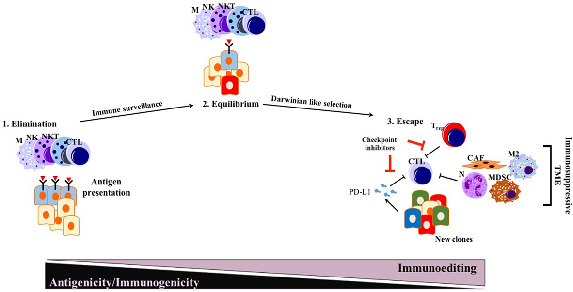 Modulation of myeloid and T cells in vivo by Bruton's tyrosine kinase  inhibitor ibrutinib in patients with metastatic pancreatic ductal  adenocarcinoma