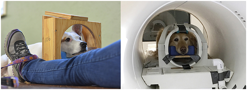 are dog mris safe