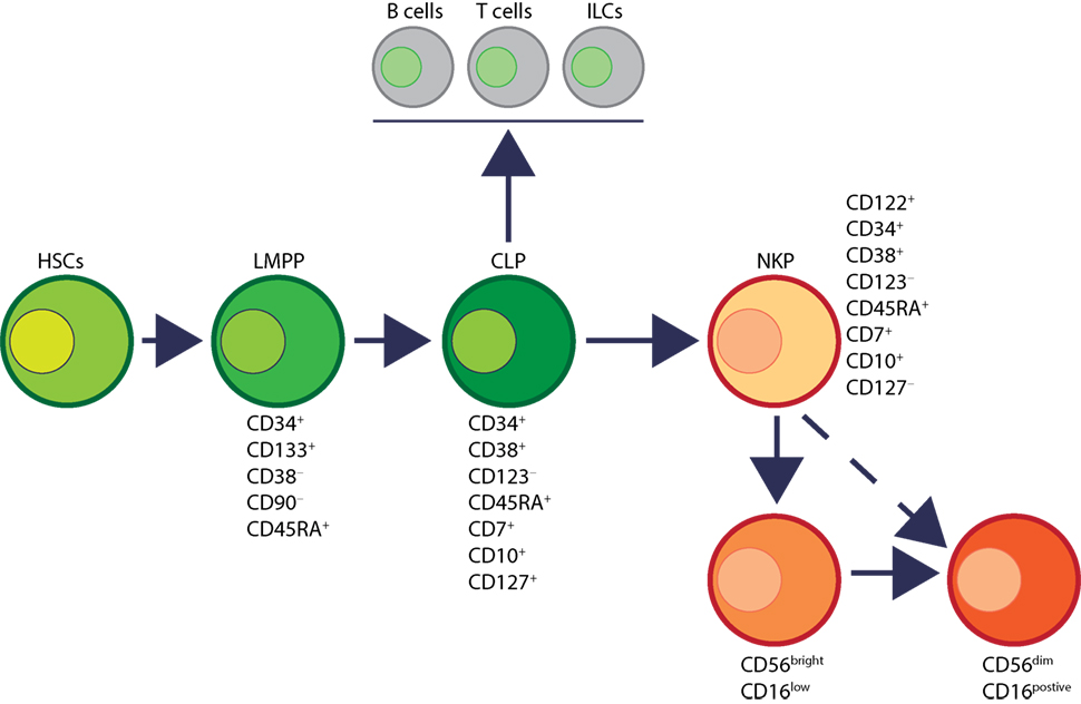 Blood Cell Development Chart