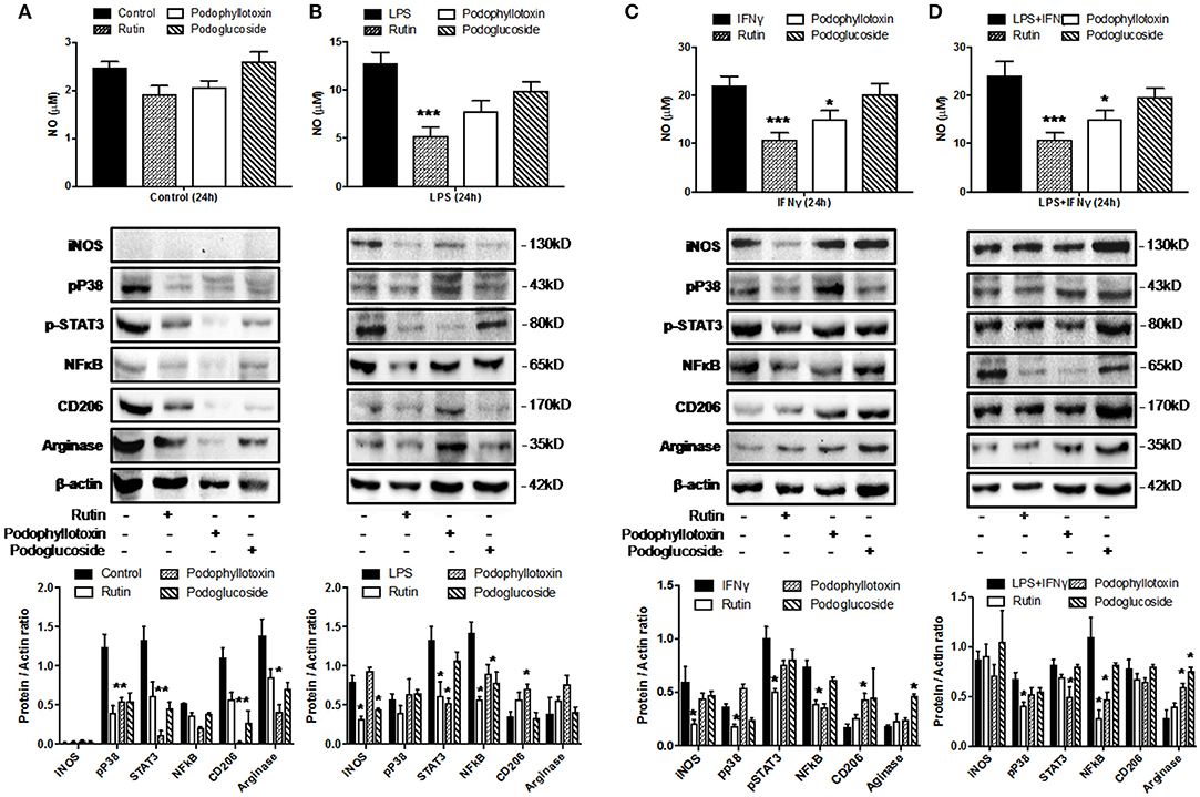 raw macrophage cell line m1 to m2 polarization