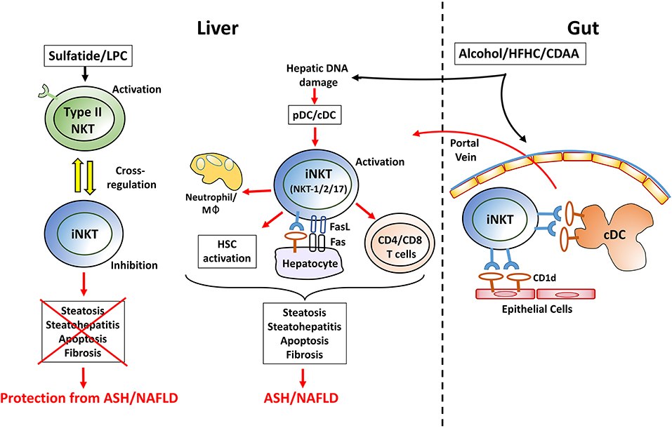 Frontiers | Complex Network of NKT Cell Subsets Controls Immune