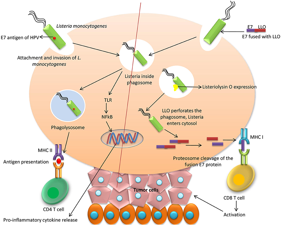 hpv vaccine therapy)