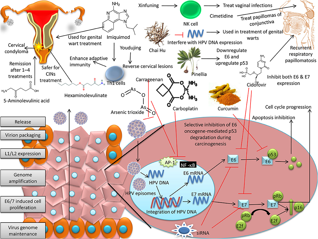 Human papillomavirus vaccine mechanism action, Che cos e un papilloma