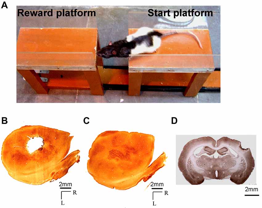 Frontiers  Whisker and Nose Tactile Sense Guide Rat Behavior in a Skilled  Reaching Task