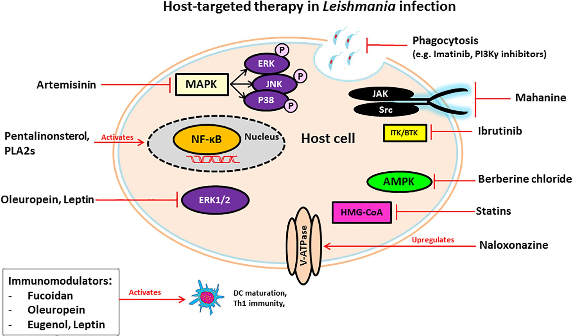 Frontiers Host Directed Drug Therapies For Neglected Tropical