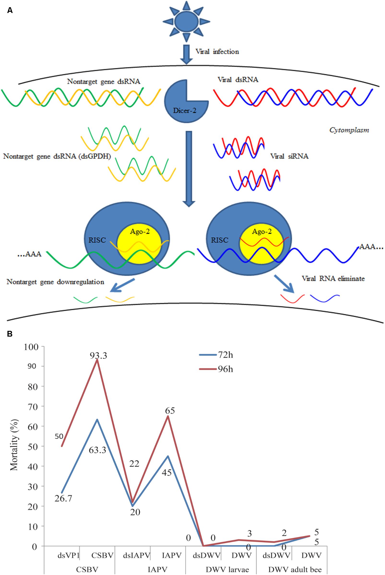 How Epigenetics & RNA Can Help Save the Honey Bees