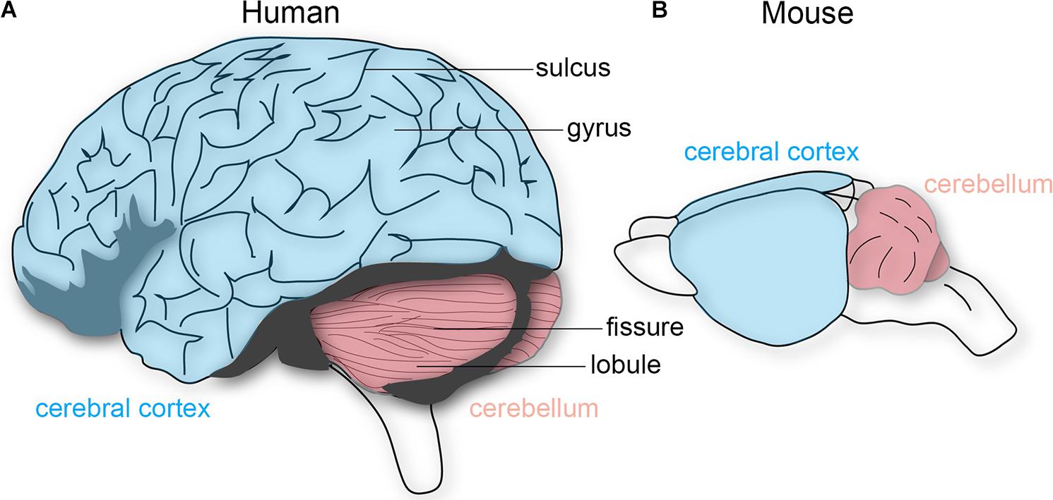 What Does the Brain's Cerebral Cortex Do?