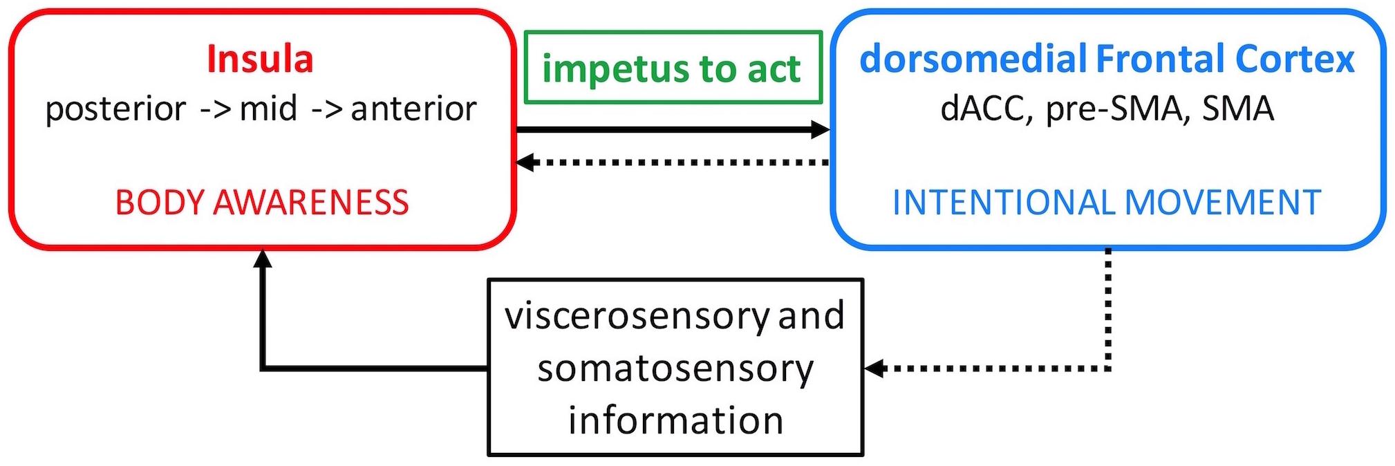 File:Enhanced functional connectivity of insula in high elo action