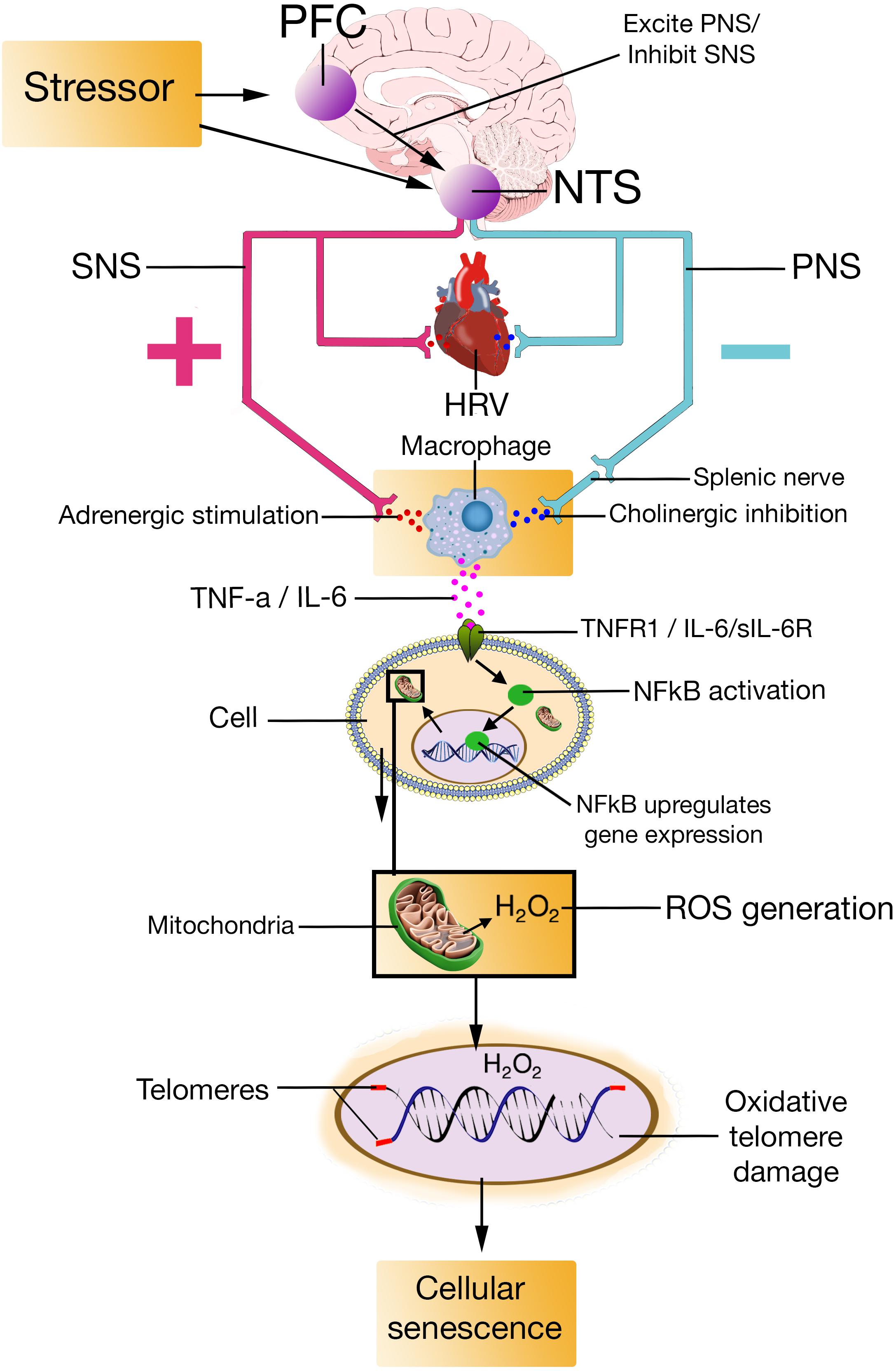 Frontiers The Neuro Immuno Senescence Integrative Model Nisim On The Negative Association Between Parasympathetic Activity And Cellular Senescence Neuroscience