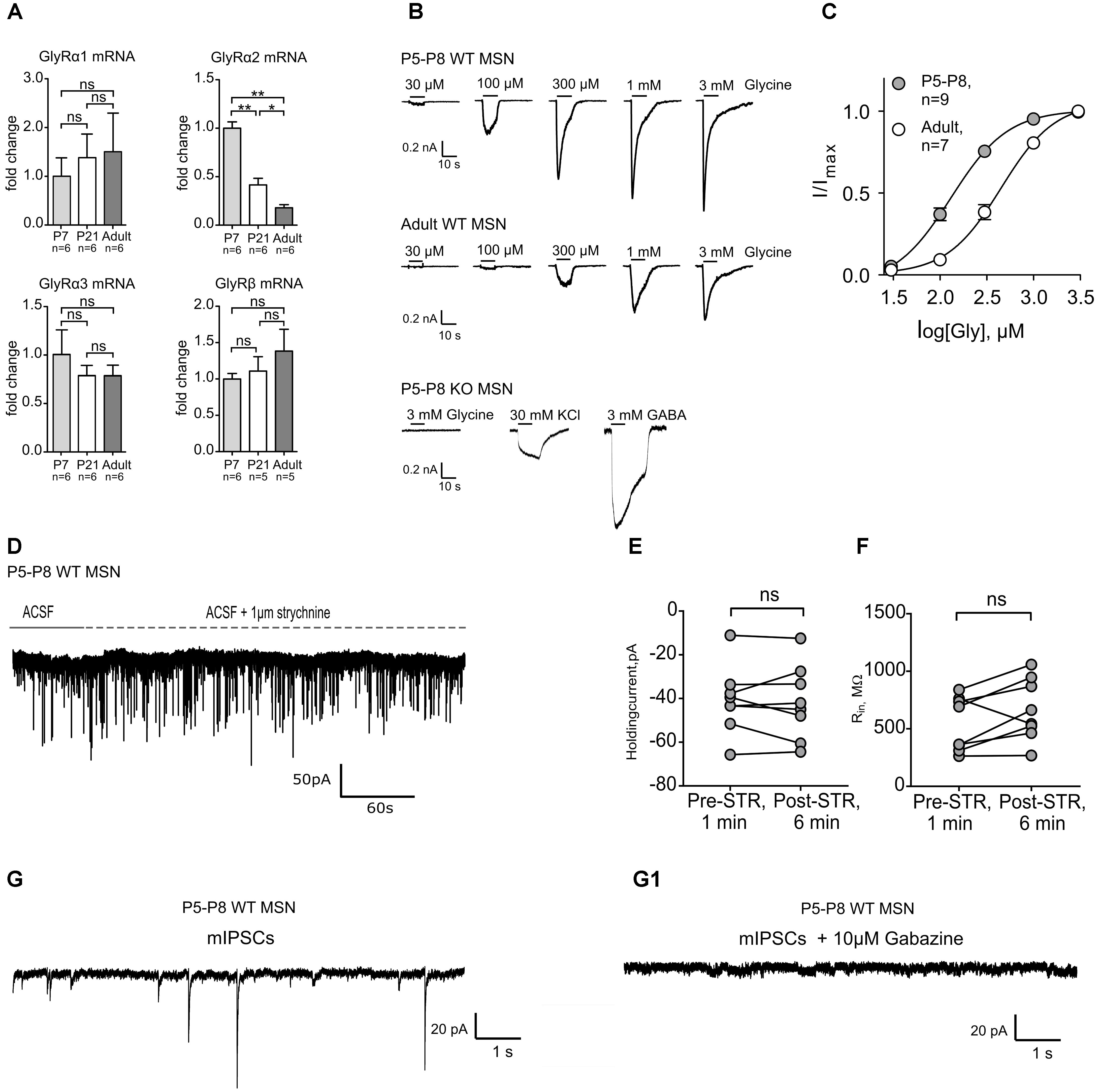 Frontiers Alpha2 Containing Glycine Receptors Promote Neonatal Spontaneous Activity Of Striatal Medium Spiny Neurons And Support Maturation Of Glutamatergic Inputs Molecular Neuroscience